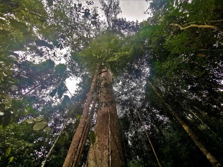 Taman Negara Rainforest Tour with Lata Berkoh Falls - The long road from Kuala Lumpur