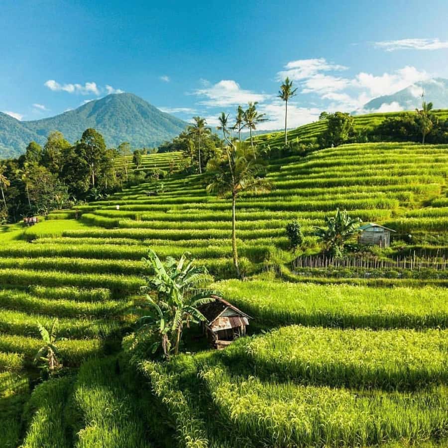 Tanah Lot-Nung Nung Waterfall-Jatiluwih and Bedugul - Who should book this route?