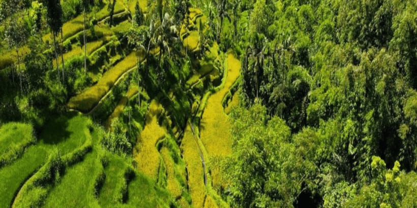 Tetebatu: Rice Fields, Waterfall, & Monkey Forest Day Tour - Key points to know before booking