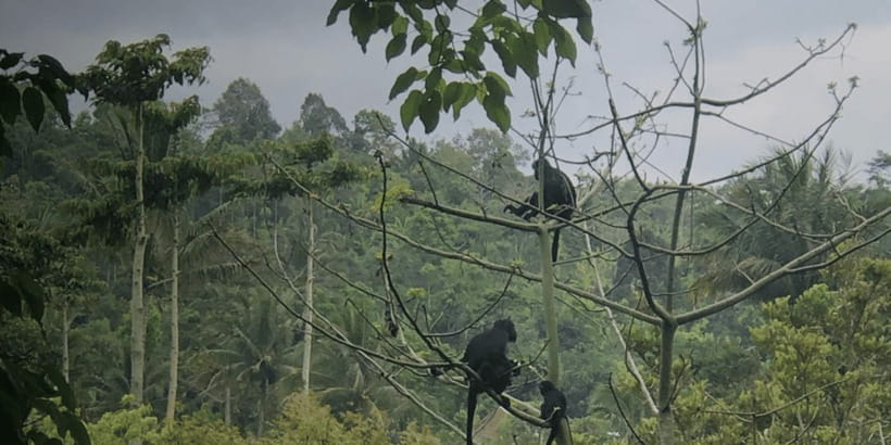 Tetebatu: Rice Fields, Waterfall, & Monkey Forest Day Tour - Walking the rice terraces around Tetebatu