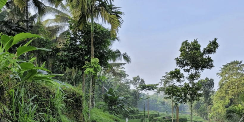 Tetebatu: Rice Fields, Waterfall, & Monkey Forest Day Tour - Meeting black monkeys in the forest