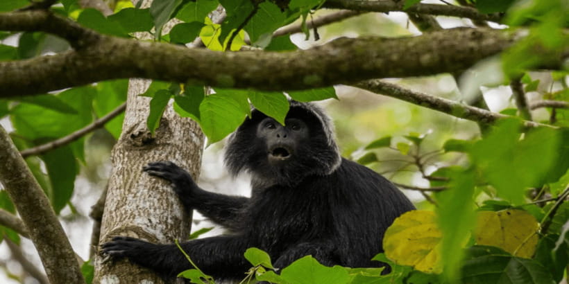 Tetebatu: Rice Fields, Waterfall, & Monkey Forest Day Tour - Guides, drivers, and the small-group advantage