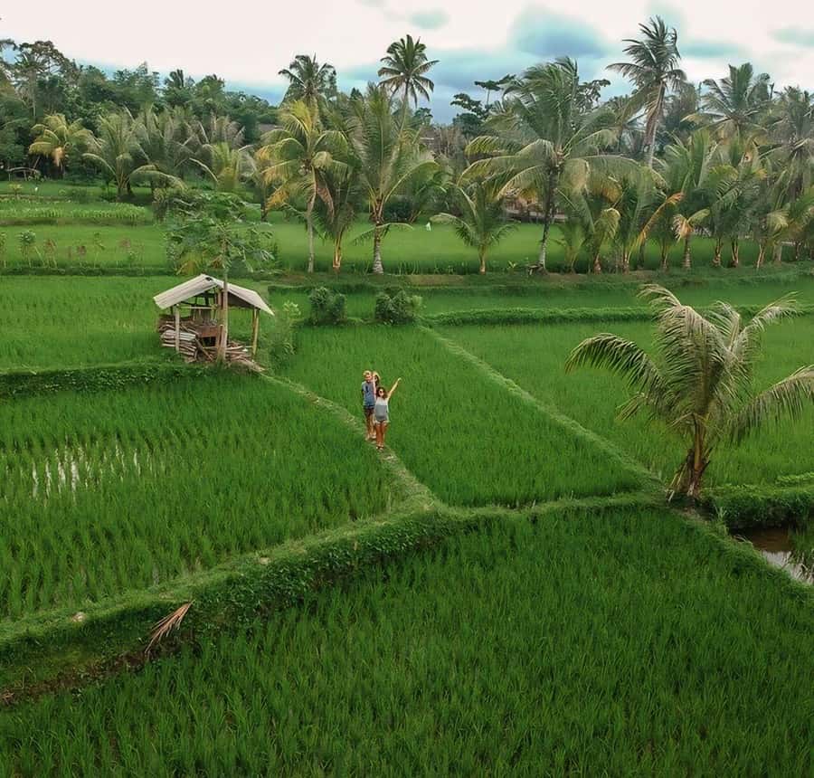 Tetebatu : Walk on Rice Terrace, Waterfall and Black Mongky - Finding black monkeys in the tropical forest