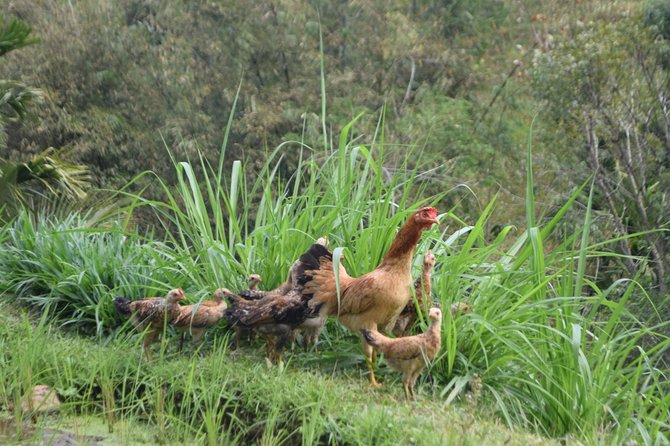 Tetebatu Walking Tour - Rice Terraces, Waterfall & Monkey Forest - Why Tetebatu makes a fine day away from the coast