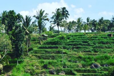 Tetebatu Walking Tour – Rice Terraces, Waterfall & Monkey Forest