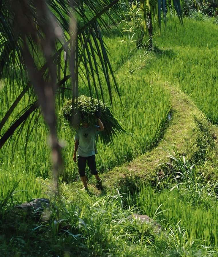 Tetebatu : Waterfall, Rice Fields & Monkey Forest Full day - Key points to know before you book