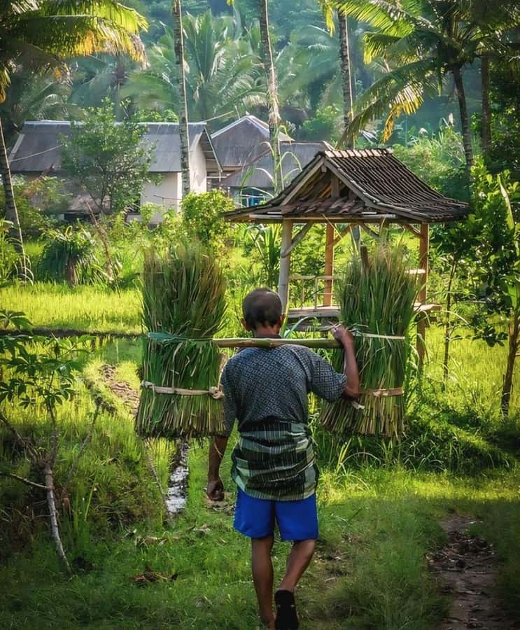 Tetebatu : Waterfall, Rice Fields & Monkey Forest Full day - What this Tetebatu day is really about