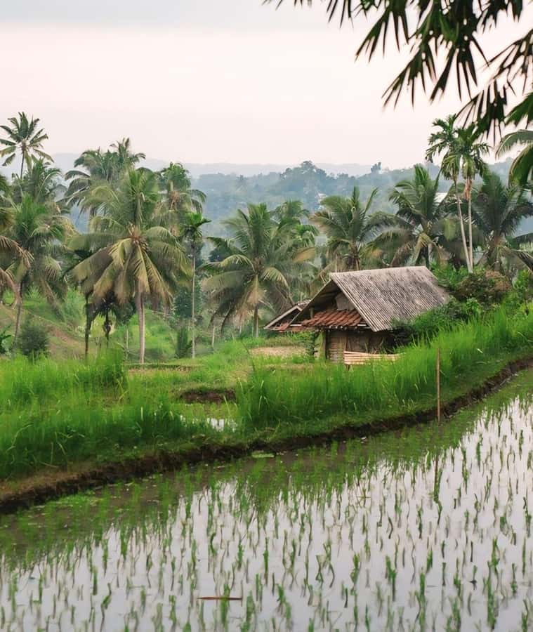Tetebatu : Waterfall, Rice Fields & Monkey Forest Full day - Searching for black monkeys in Mount Rinjani National Park