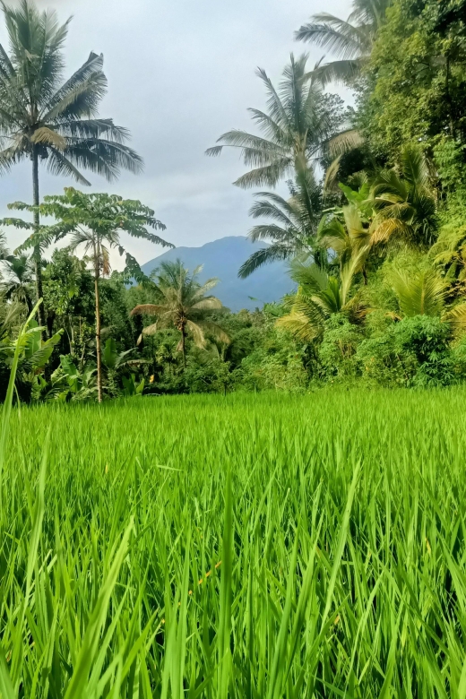 Tetebatu: Waterfalls, Spices, Rice Terrace, Monkey forest - The monkey forest requires patience