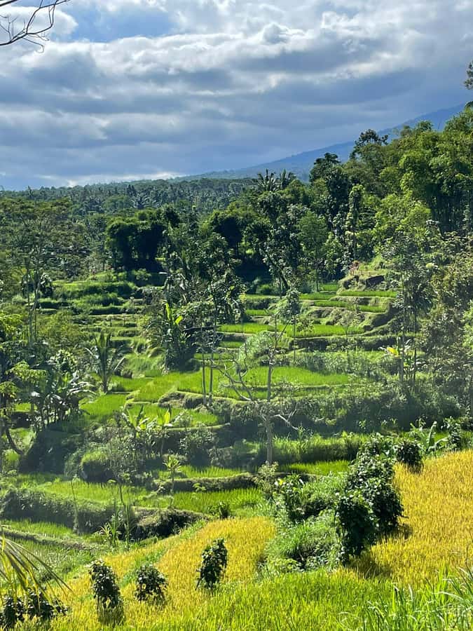 Tetebatu: Waterfalls, Spices, Rice Terrace, Monkey forest - Bamboo craft turns watching into doing