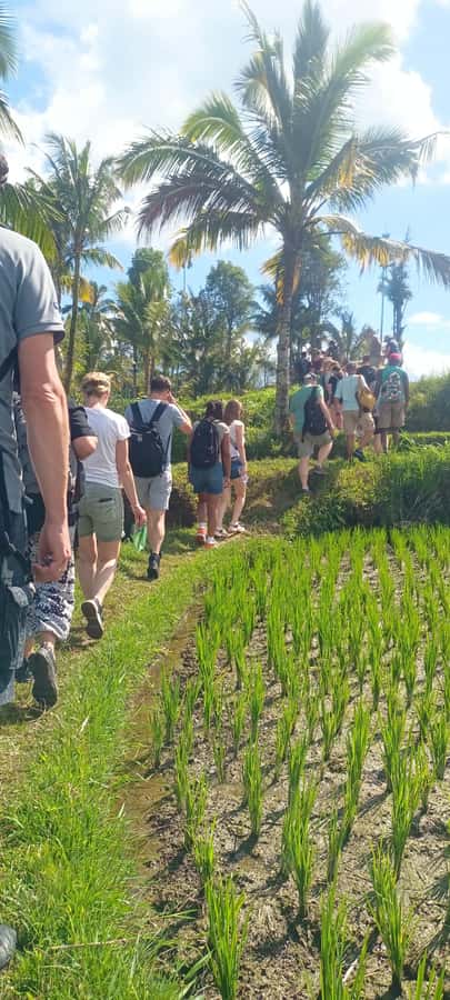 Tetebatu: Waterfalls, Spices, Rice Terrace, Monkey forest - The spice plantation starts the day with useful flavor