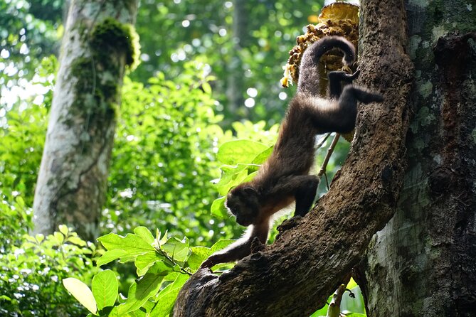 Tijuca Forest Hike - Waterfalls & Caves, Nature & Wild Life! - Cristalina, Baronesa, and Gabriela waterfalls