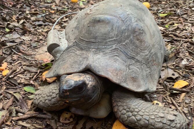 Tijuca Forest Hike - Waterfalls & Caves, Nature & Wild Life! - What the guide adds to the walk