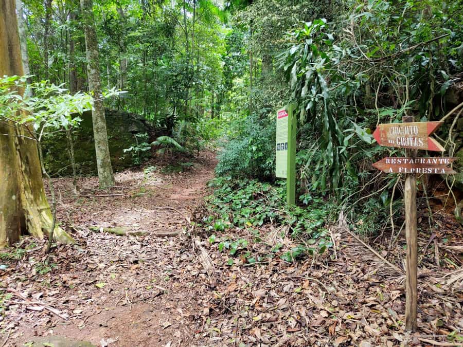 Tijuca Forest´s hike: caves, waterfalls and great views - Views, wildlife, and rainforest details