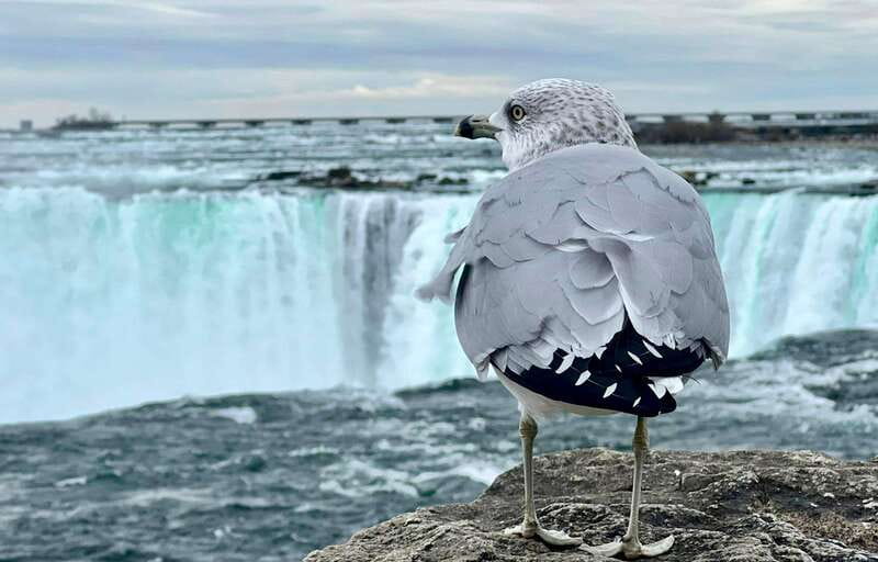 Toronto: Winter Niagara Falls Tour with Attractions Package - Maple Leaf Place and the Canadian maple stop