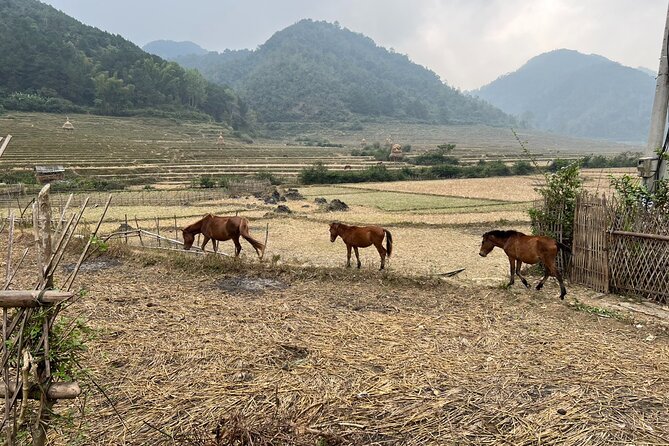 Trekking Ban Gioc Waterfall to Hidden Village on Unique Route - Lunch, local food, and the long afternoon route