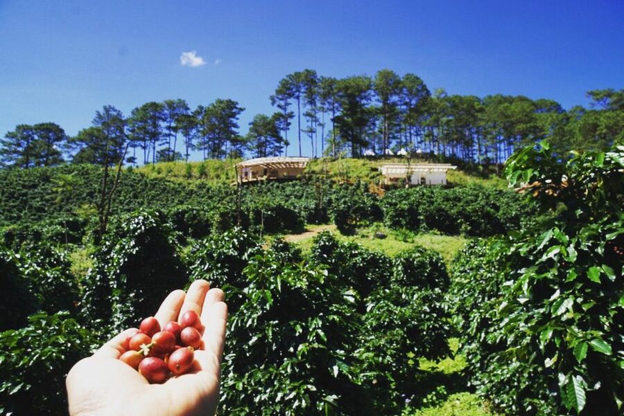 Trekking to Hidden Waterfall & Sturgeon Farm for dog-lovers - Returning to coffee country