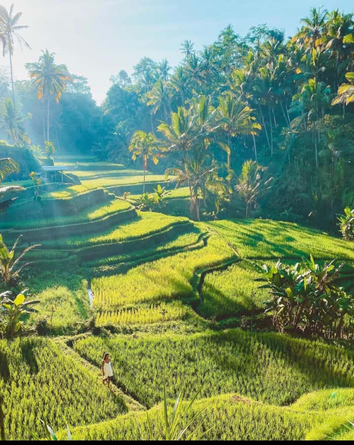 Ubud: Full-Day Rice Terrace, Monkey Forest & Waterfall - A full day built around Ubud’s best-known sights