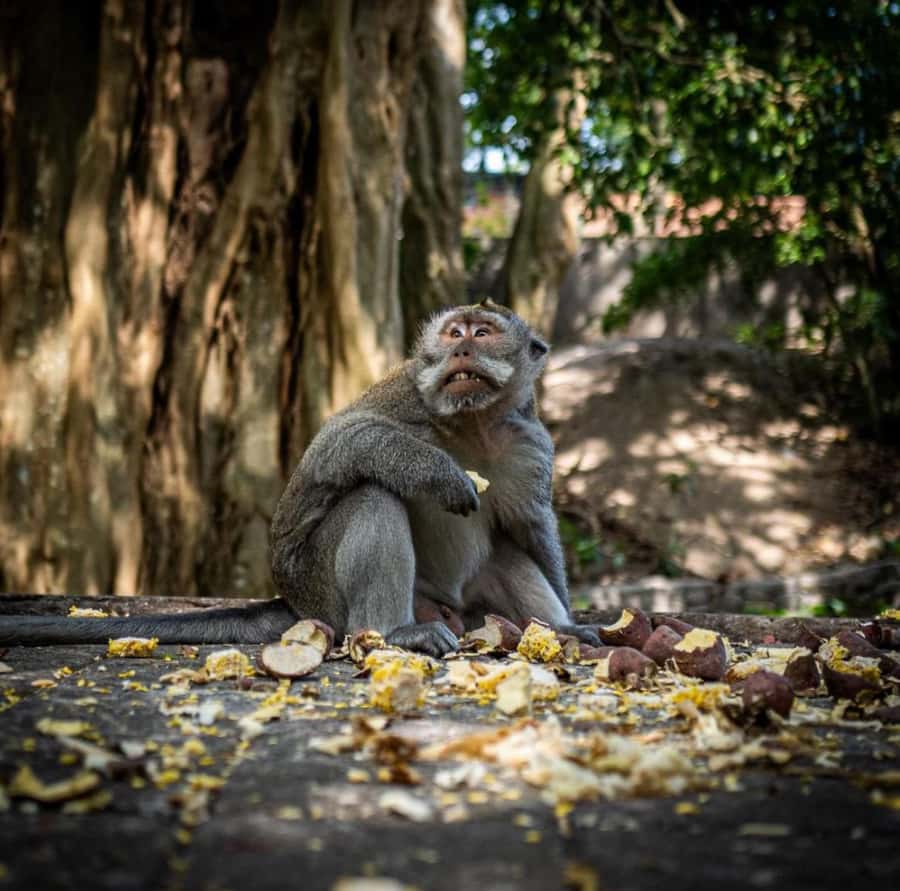 Ubud: Full-Day Rice Terrace, Monkey Forest & Waterfall - Tegalalang Rice Terrace: Bali’s famous farming views