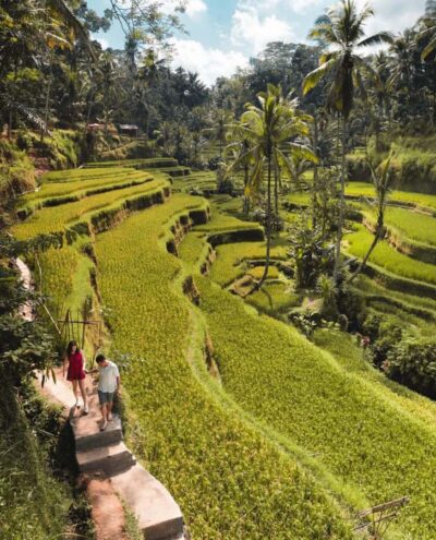 Full-Day Rice Terrace, Monkey Forest & Waterfall