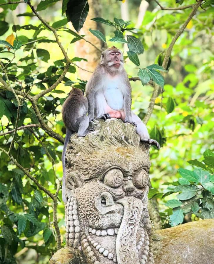 Ubud: Full-Day Rice Terrace, Monkey Forest & Waterfall - What the driver-guide adds to the experience