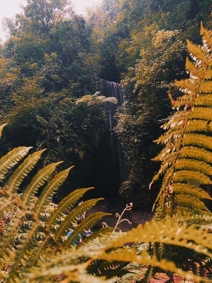 Ubud: Gorilla Face Quad Bike, Jungle Swing, Waterfall & Meal - The Gorilla Face ATV route