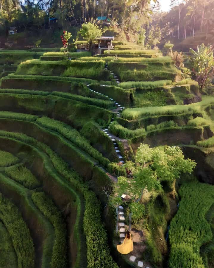 Ubud: Private Scenic Waterfalls and Rice Terraces Tour - Tegalalang Rice Terrace: the final wide view