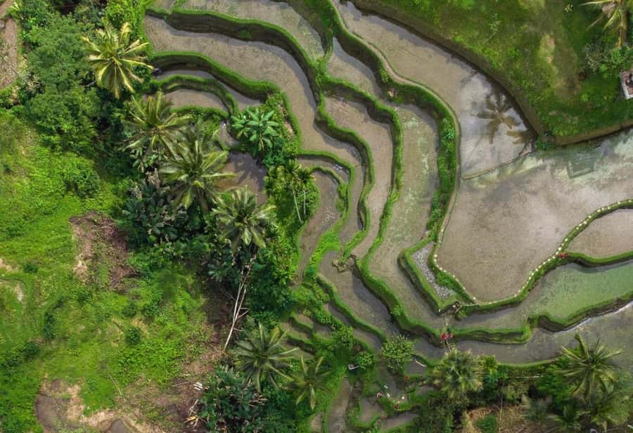 Ubud: Rice Terrace, Holy Water Temple & Waterfalls Trek Tour - Who should book, and who should skip it