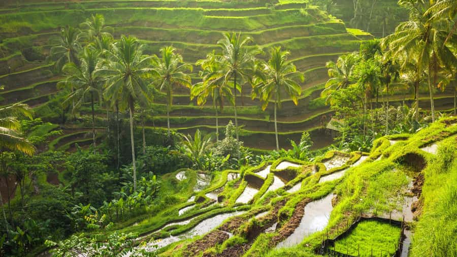 Ubud: Rice Terrace, Holy Water Temple & Waterfalls Trek Tour - Ceking Rice Terrace: beautiful views with a busy side