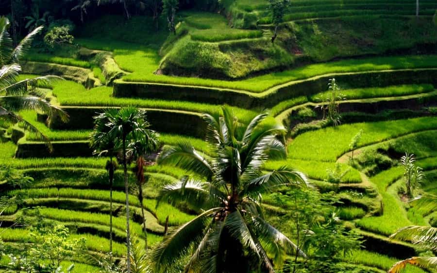 Ubud: Rice Terrace, Waterfall, & Elephant Cave - What makes this Ubud day trip useful