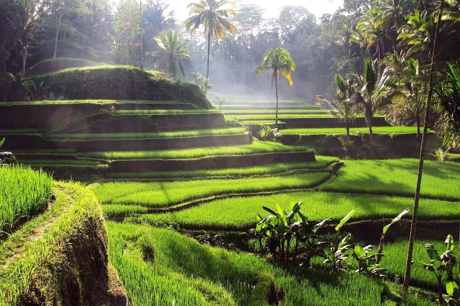 Ubud: Rice Terrace, Waterfall, & Elephant Cave - Tegalalang rice terraces: the best final view