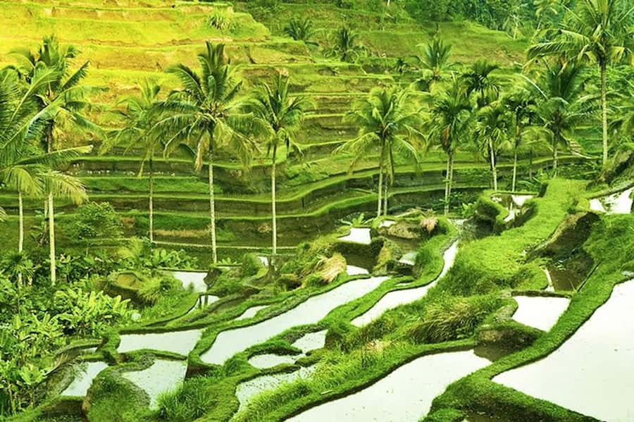 Ubud: Rice Terrace, Waterfall, & Elephant Cave - Price, pace, and what is not included