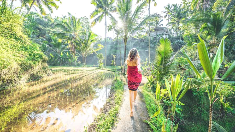 Ubud: Spectacular Waterfalls Tour - Tegalalang Rice Terrace: the final wide view