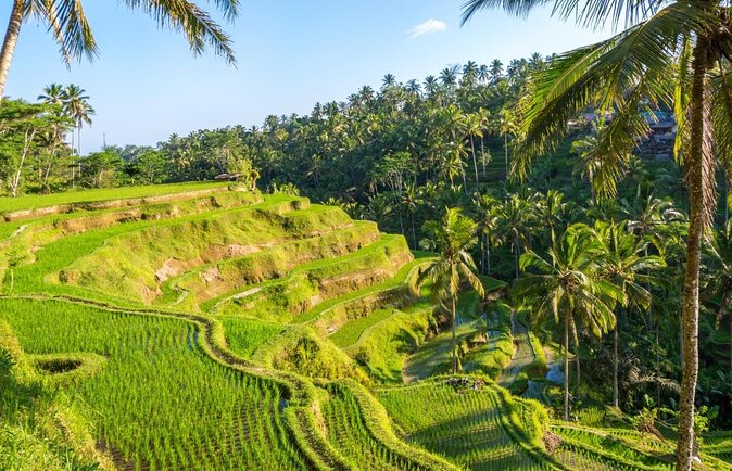 Ubud Top Attractions: Waterfalls, Temples and Rice Terraces - The day in five useful details