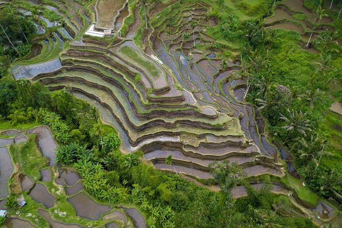 Ubud Top Attractions: Waterfalls, Temples and Rice Terraces - D’Alas Swing: a theatrical view over the jungle