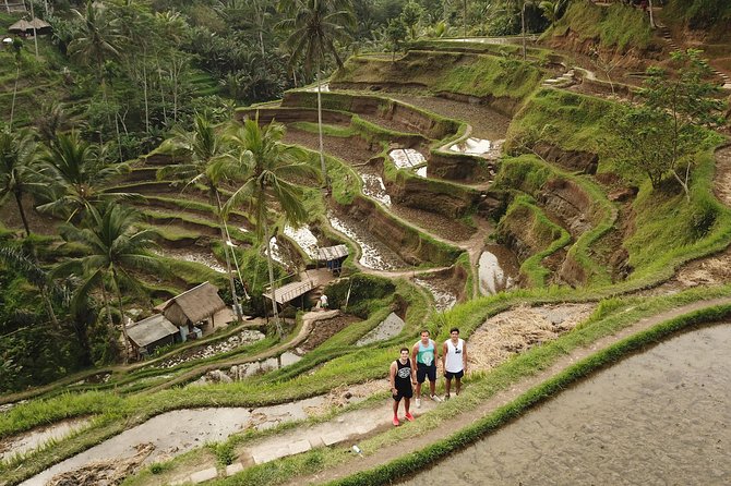 Ubud Top Attractions: Waterfalls, Temples and Rice Terraces - Private transport and the role of your driver