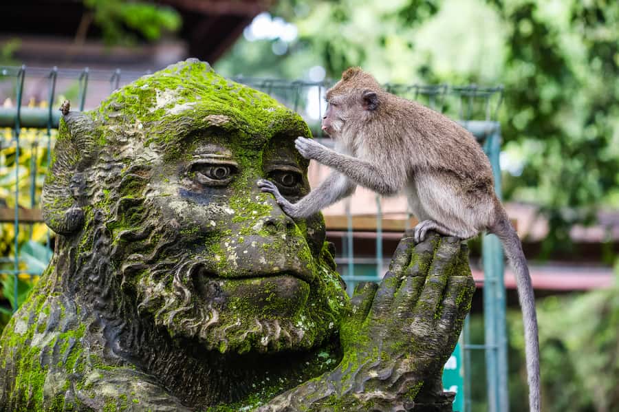 Ubud: Waterfall, Rice Terraces & Monkey Forest Private Tour - Key points to know before booking