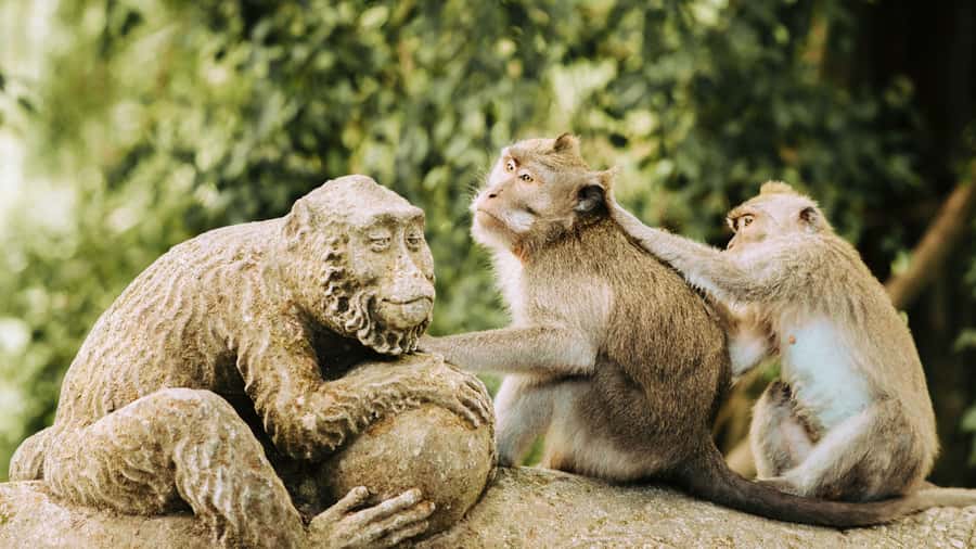 Ubud: Waterfall, Rice Terraces & Monkey Forest Private Tour - The vehicle, guide, and pace