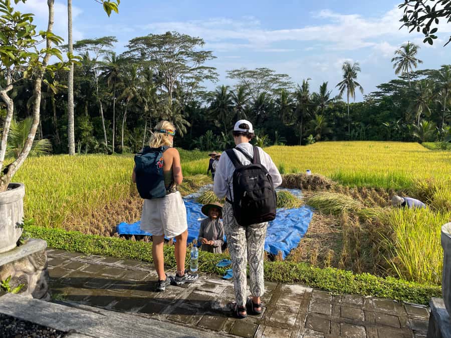 Ubud: Waterfalls, Water Temple & Rice Terraces Private Tour - The coffee tasting and lunch question