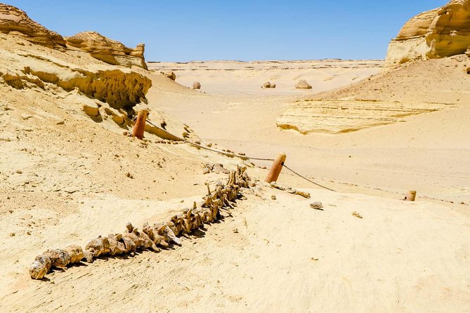 Valley of Whales and Wadi El Rayan Water Falls Day Tour from Cairo - Wadi Al-Hitan and the story beneath the sand