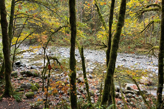 Vancouver Rainforest Hike with Waterfalls, Suspension Bridge, Old Growth Forest - Walking through old-growth forest and Twin Falls