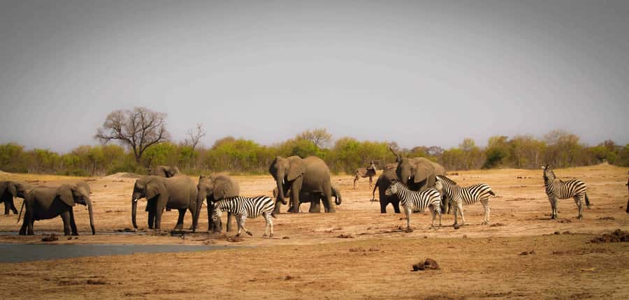 Victoria Falls: Chobe National Park Day Trip with Lunch - The open 4x4 drive inside Chobe National Park