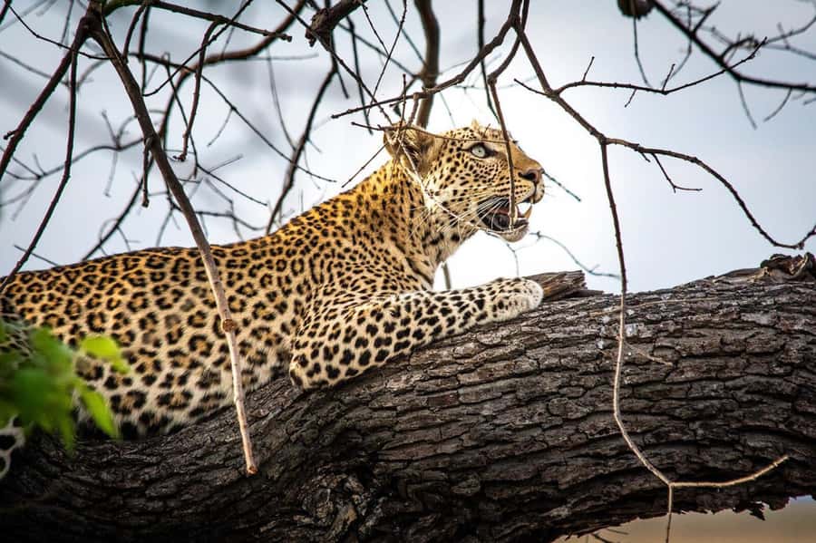 Victoria Falls: Chobe National Park Day Trip with Lunch - Who will enjoy this day most?