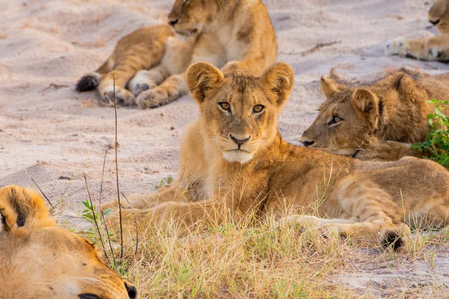 Victoria Falls: Chobe National Park Day Trip with Lunch - Practical tips for a smoother day