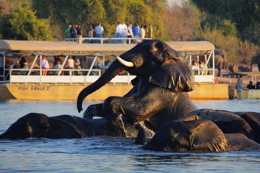 Victoria Falls: Chobe National Park Day Trip with Lunch - The Chobe River cruise and its close wildlife views