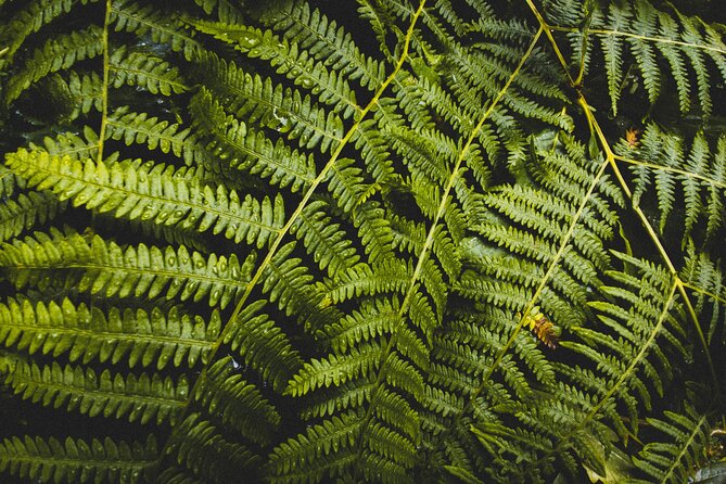 Visit Snoqualmie and Hike to Twin Falls (Transportation included) - Olallie State Park and the Twin Falls trail