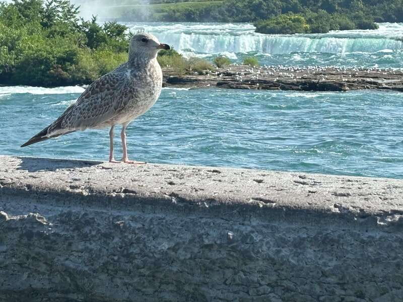 Walking Tour of Niagara Falls Canada and Hornblower Boat - Practical clothing and arrival advice