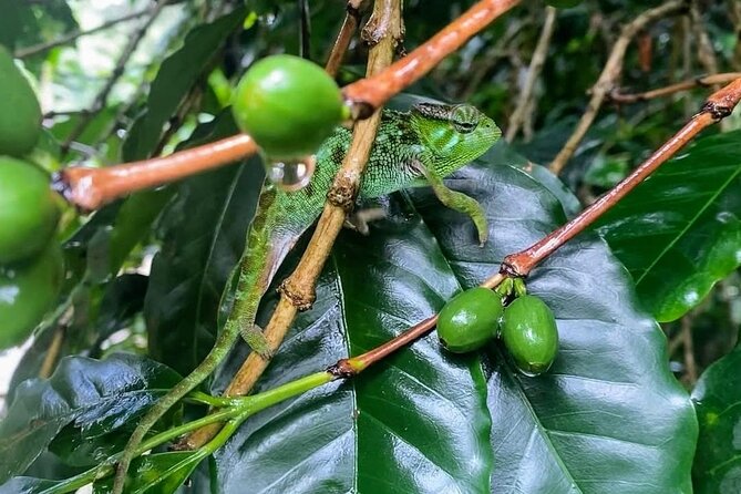 Waterfall, coffee tour & hot springs - lunch and drinks included - Practical Tips for Getting More from the Day
