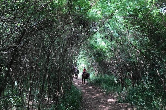 West Maui Mountain Waterfall and Ocean Tour via Horseback - Waterfalls, weather, and changing trail conditions