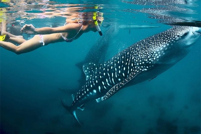 Whale Shark Encounter and Sumilon Sandbar with Kawasan Falls - Sumilon Sandbar is the tour’s breathing space